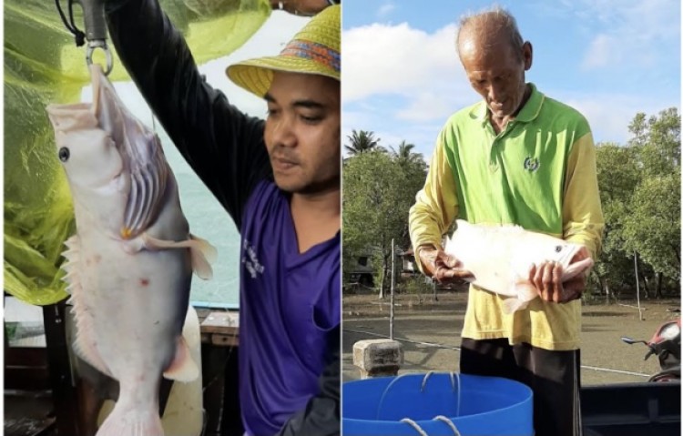 “ปลาเก๋าเผือก”ในทะเลอันดามัน พันธุ์หายาก  ชาวสตูลตกได้-อนุรักษ์ปล่อยคืนสู่ทะเล