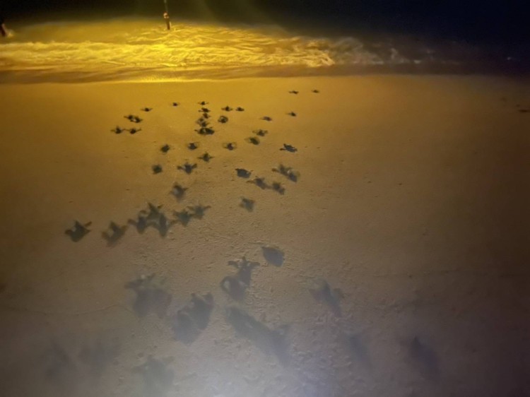 ลูกเต่ามะเฟืองรังที่ 4 ของพังงา ฟักไข่รอดชีวิตมาได้ 86 ตัว ปล่อยสู่ทะเล
