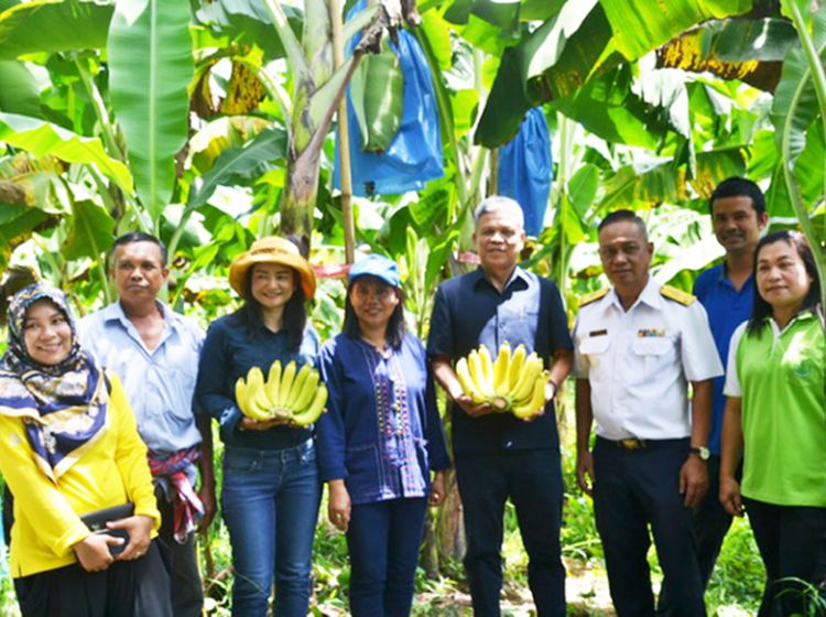 “กล้วยหอมทอง” พัทลุง ส่งตีตลาดญี่ปุ่น