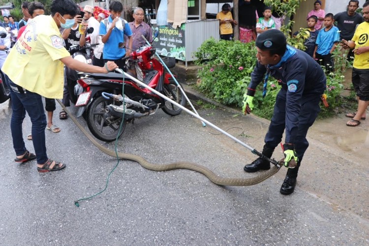 เด็กหญิงวัย 11 ปี พบงูจงอางยาวเกือบ 4 เมตร รีบแจ้งกู้ภัยไปจับ